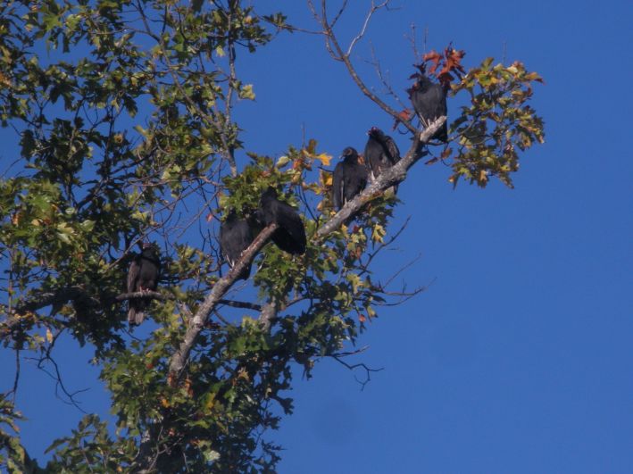 Buzzards or Vultures? Vultures