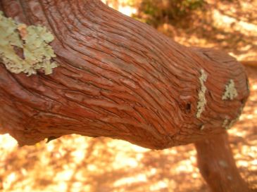 Mountain Laurel Image