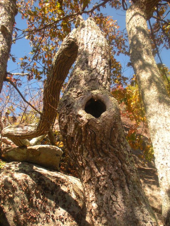 Hole in tree Image
