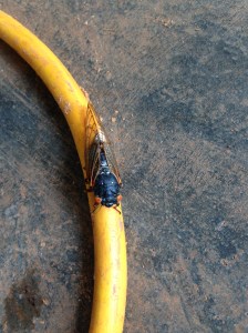 17 year cicadas have been underground for 17 years until now!